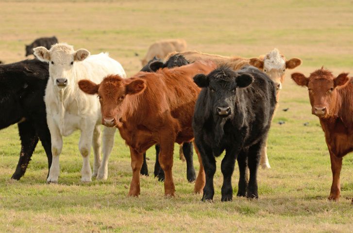 Black, brown, and white cattle standing in a pasture.