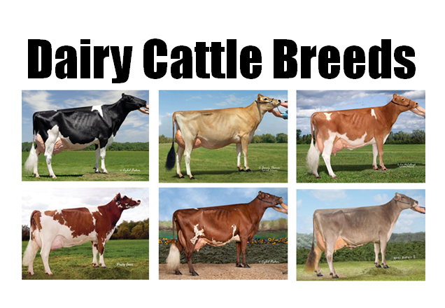 Title "Dairy Cattle Breeds" over a two row, three column grid of six different breeds of dairy cattle