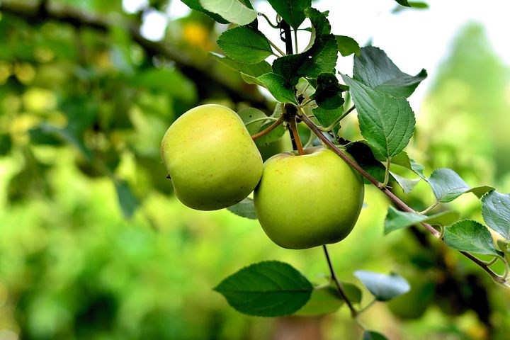 Green apples in a tree.
