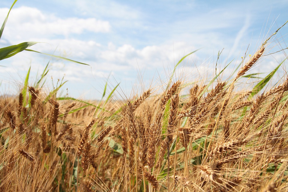 field of wheat.