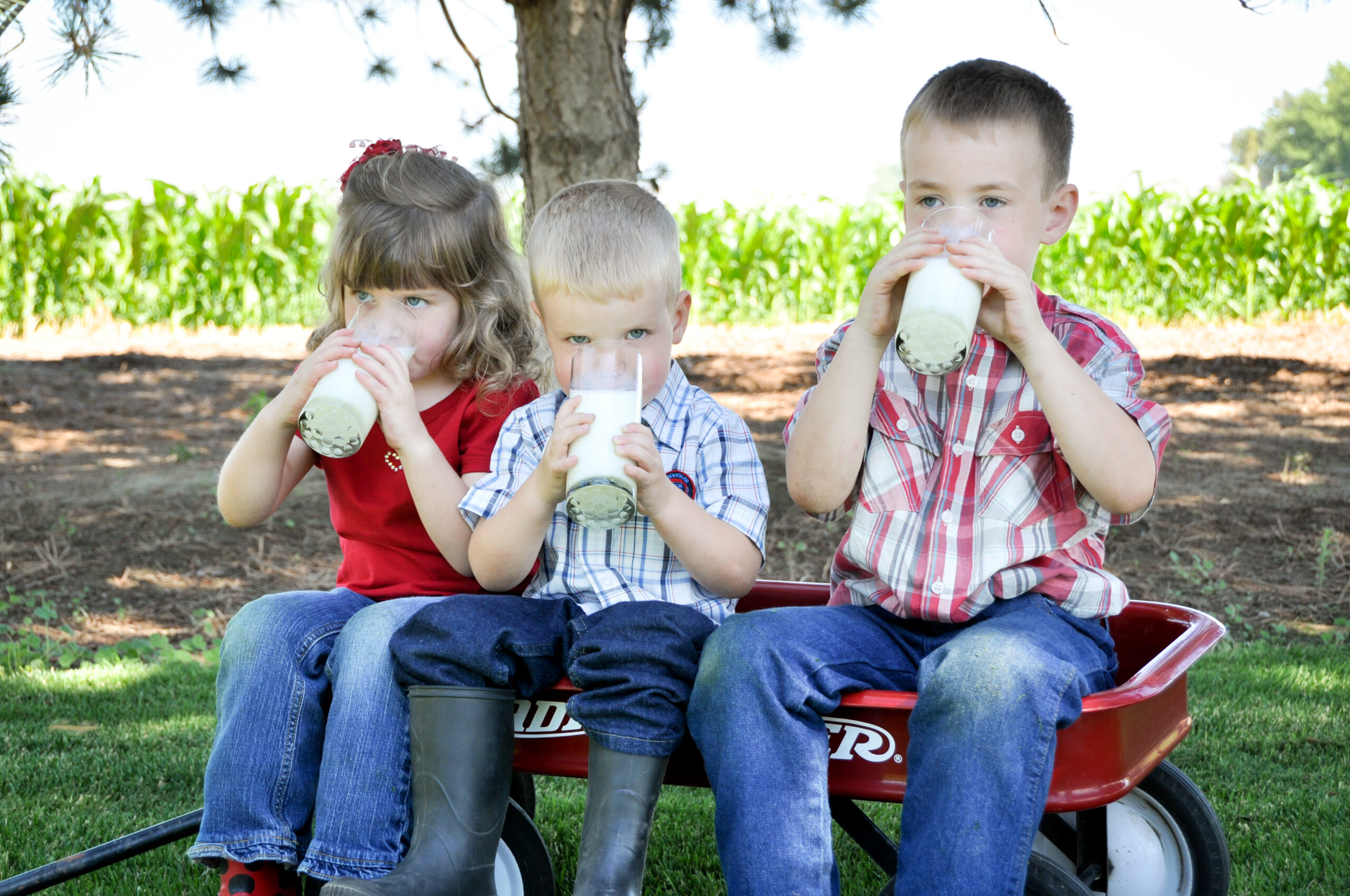 Three children sitting on a red wagon drinking glasses of milk