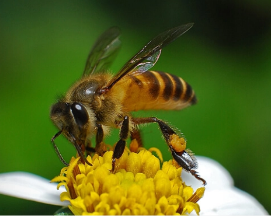 A close-up of a honeybee on a white flower with a yellow center aganst a blurred green background
