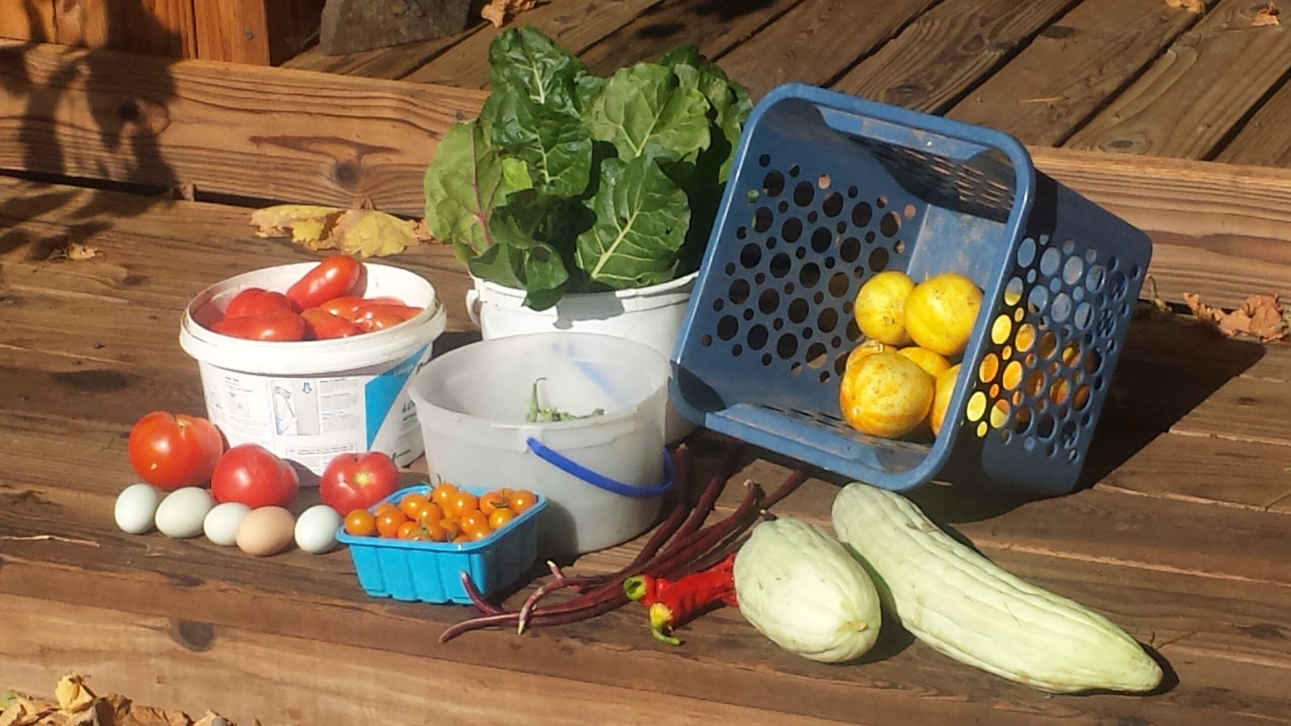 Assortment of produce harvested into a variety of buckets and containers