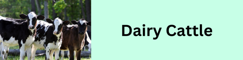 Two black and white and one brown and white dairy cow stand at left looking at the camera. Title "Dairy Cattle" to the right.