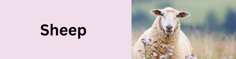 An image of a sheep in a meadow with wiildflowers at right. At left, the title "Sheep" against a light pink background.