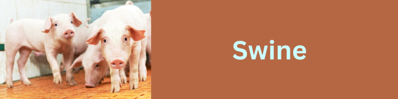 Three pigs in an interior setting face the camera at left; at right, the title "Swine" in light blue on a reddish-brown background.