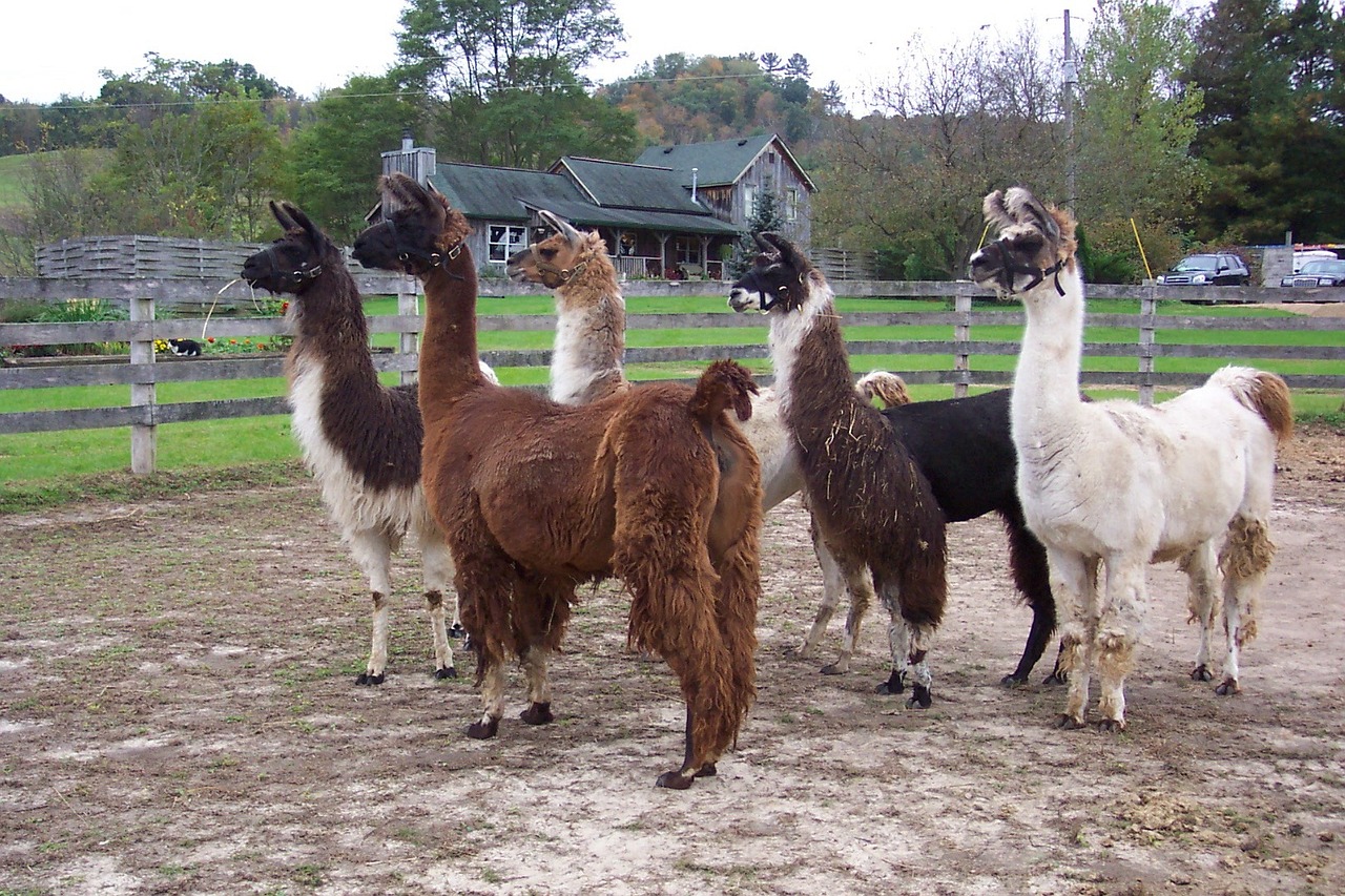 5 llamas stand in a fenced pen with a weathered farmhouse in the background