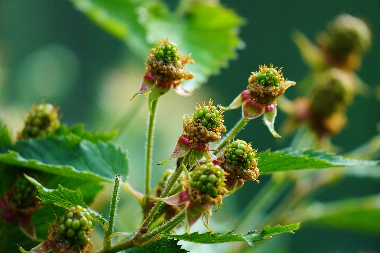 Close up of unripe salmonberries