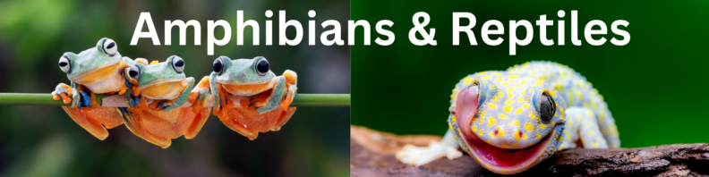 Three bright green and orange tree frogs on a stick at left, a gecko licks its eye at right. Text "Amphibians & Reptiles" top center