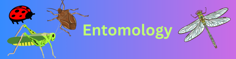 A cartoon ladybug, pine-seed stink bug, and grasshopper at left. A dragonfly at right. At center, the title "Entomology" in light green at center on a blue to purple gradient background.