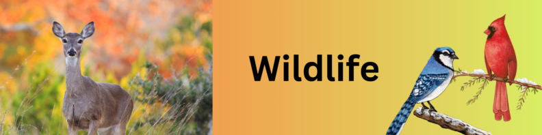 At left, a white tailed deer in a field in fall. At right, an image of a blue jay on one branch and a cardinal on a snowy pine bough. At center, the title "Wildlife" in black on an orange to yellow gradient