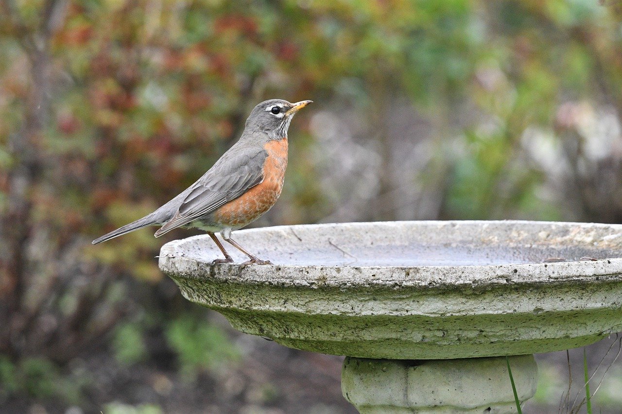 A robin perches on the edge of a stone bird bath