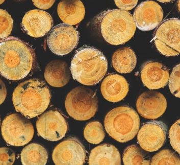 A stack of logs as seen from the ends