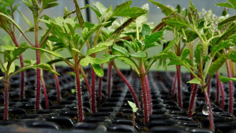 Rows of tomato seedlings in a black plastic flat