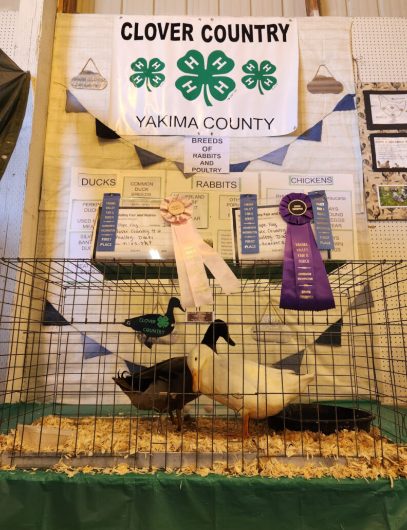 Two ducks in a cage in front of a display for Clover Country 4-H club