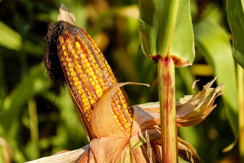 Close up of an ear of corn with a reddish tinge still on the stalk