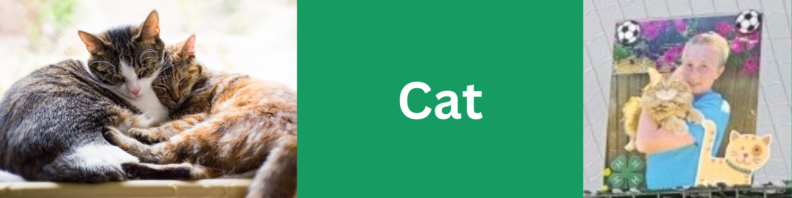 A pair of housecats snuggle napping at left. At right, a framed photo of a youth carrying an orange cat. Center, title "cats" in white text on a green background