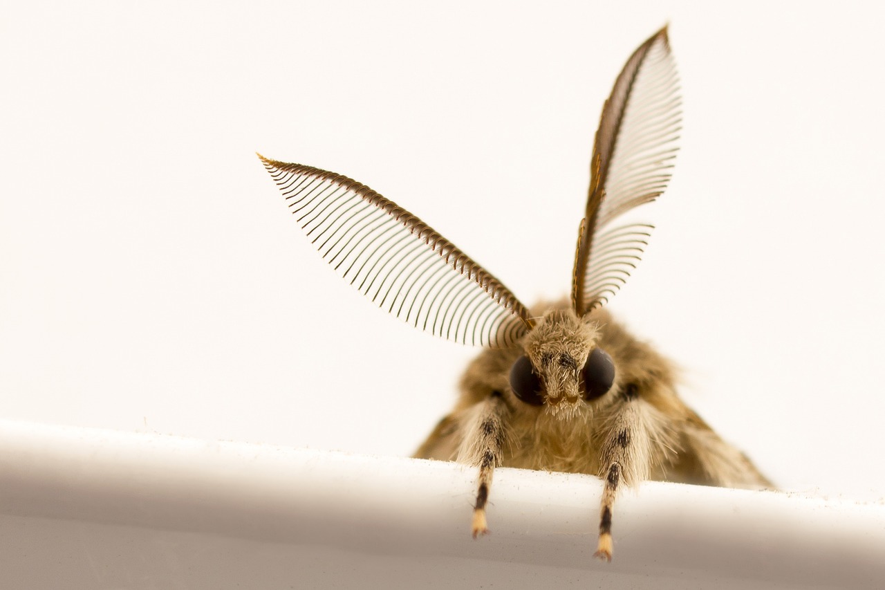 A moth looking at the camera, viewed from the midsection up with its two front legs over an edge, its leaf-like antennae sticking up in frame