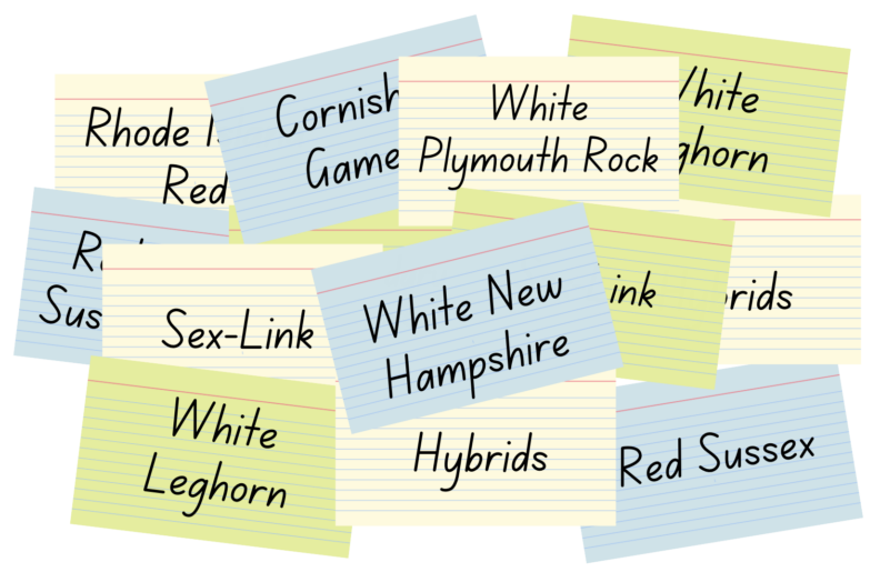 example of poultry breed cards for relay race learning game