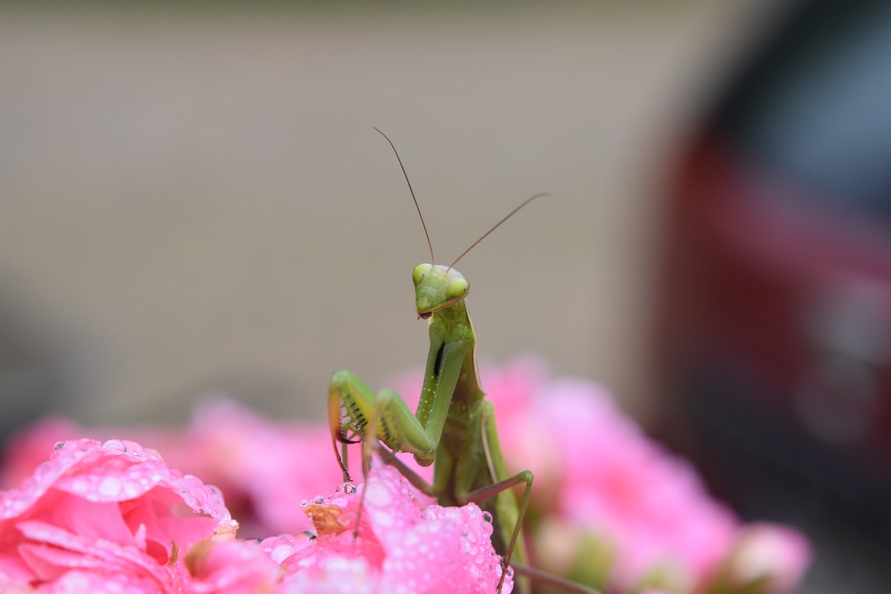 mantid in flowers