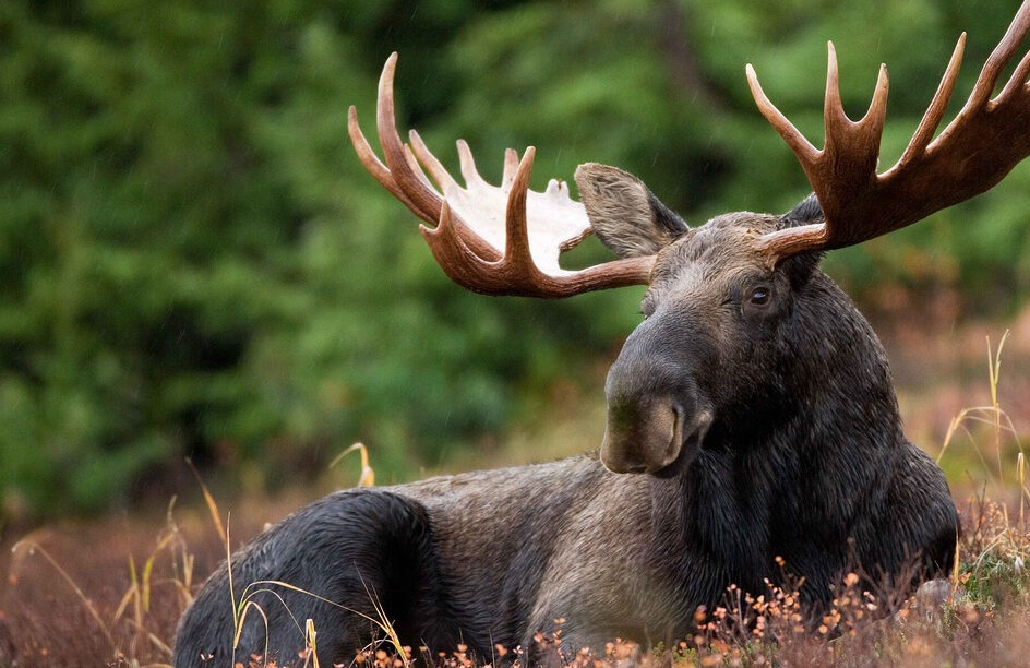 moose laying down in a field
