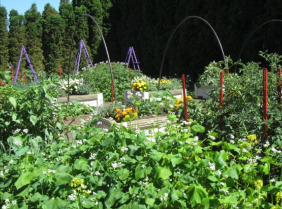 Flowering plants in raised beds in front of an evergreen hedge. Trellises and support stakes dot the beds.