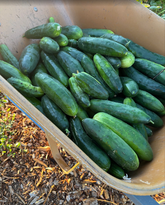 A top-down view of a wheelbarrow over half-full of large, freshly picked cucumbers.