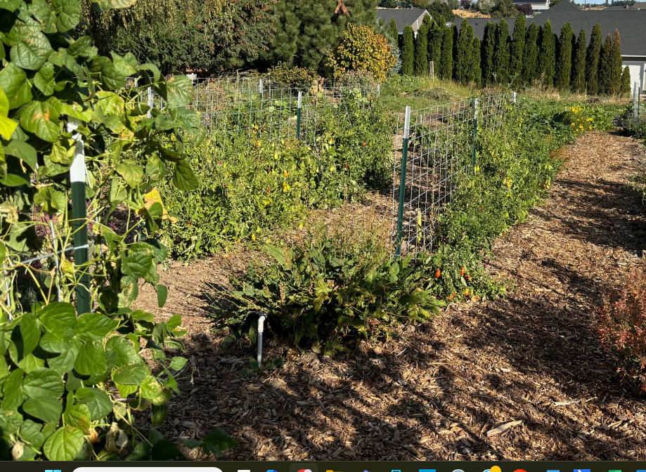 Rows of vegetable plants supported by stakes and fence with mulched paths between them.  Some of the plants have started to fruit, others are still blooming.