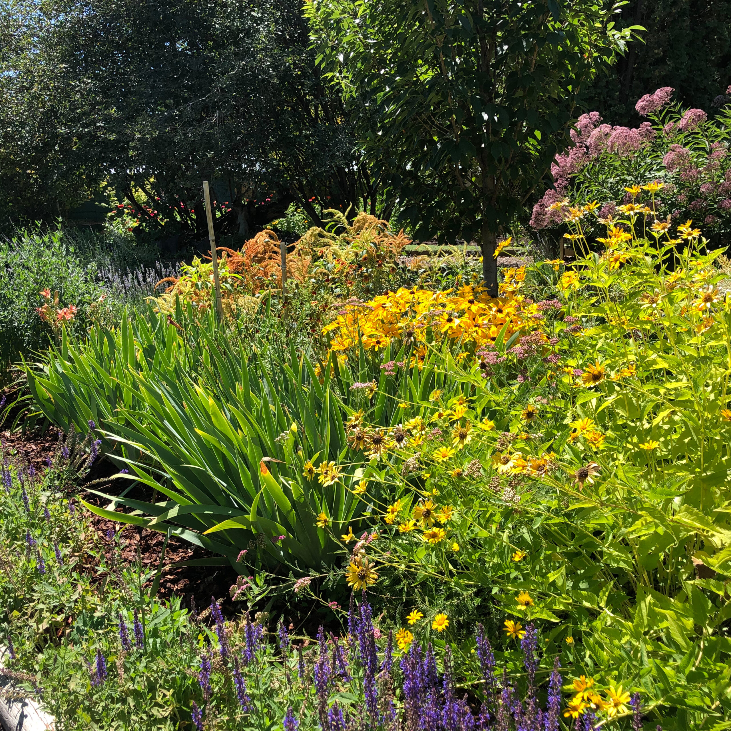 The Demonstration Garden in bloom with purple flowers that blossom along a stalk in the front, black-centered daisies in the middle, and other bright orange and pink blooms clustered nearby.  At the back, small trees and a flowering butterfly bush with pink blossom clusters on the end of the branches.