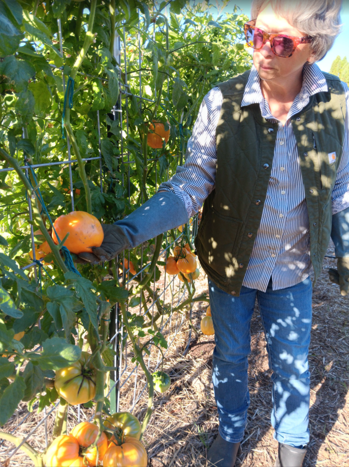 A Master Gardener examines a bright orange tomato on a plant supported by a fence. The individual is wearing jeans, gardening gloves, a striped shirt and quilted work vest, jeans, and bright pink glasses.
