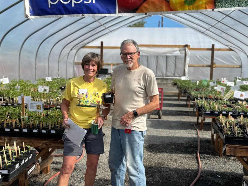 Two Master Gardeners stand together in the plastic-sided greenhouse among tables laid out with flats of young plants. The person on the left is holding paperwork and a marker for the tables while the other individual holds a plant in a black plastic square pot.