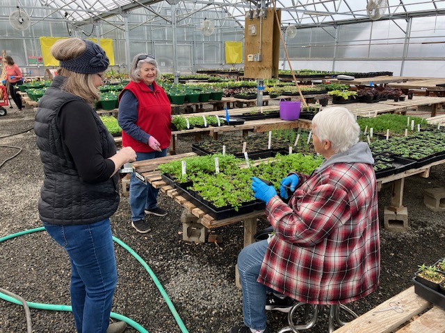 Three Master Gardener volunteers around a table of flats of young plants. Two volunteers are standing, one is sitting. The person sitting is wearing gloves as they work with the plants on the table.