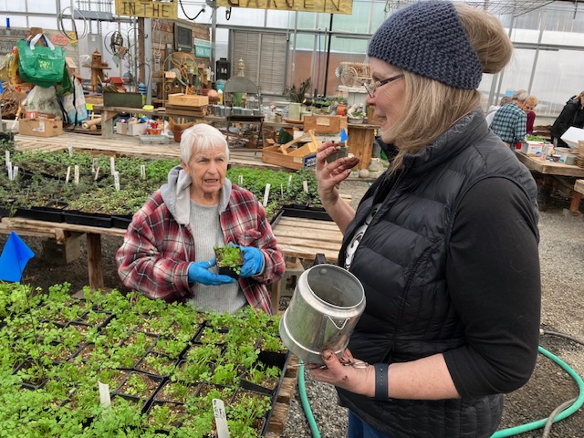 Two Master Gardener volunteers working at a table of young plants in black plastic square pots.  The standing volunteer on the right has dirt on her fingers and is carrying a watering can.  The seated volunteer across from the viewer wears gloves while handling one of the plants.