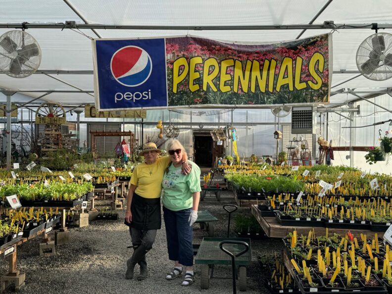 Master Gardener volunteers pose under the banner reading "perennials" in their greenhouse surrounded by flats of plants on tables.
