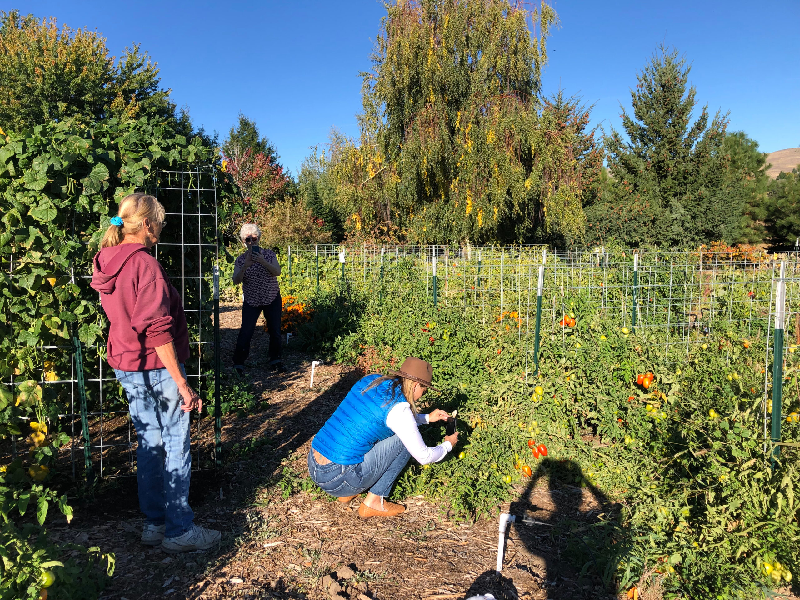 Master Gardeners stand taking pictures of dozens of fruiting tomato plants supported by cage trellises.