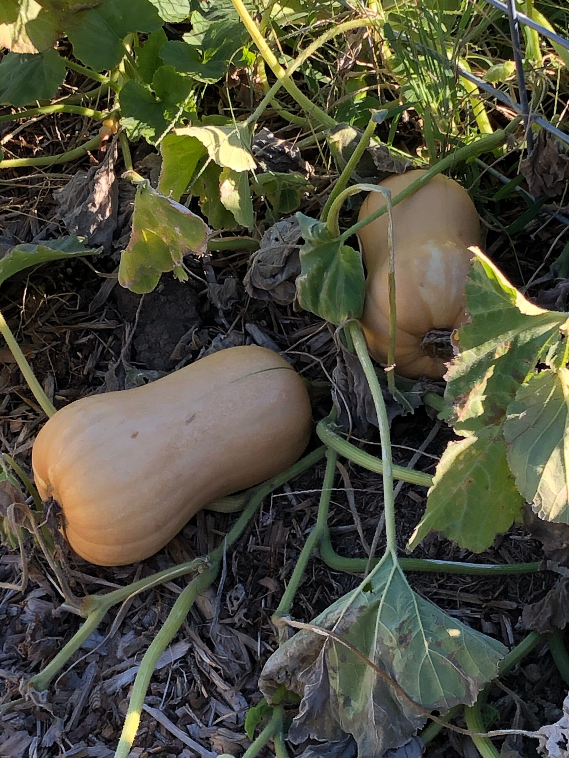 Close up of tan winter squash growing in the garden.