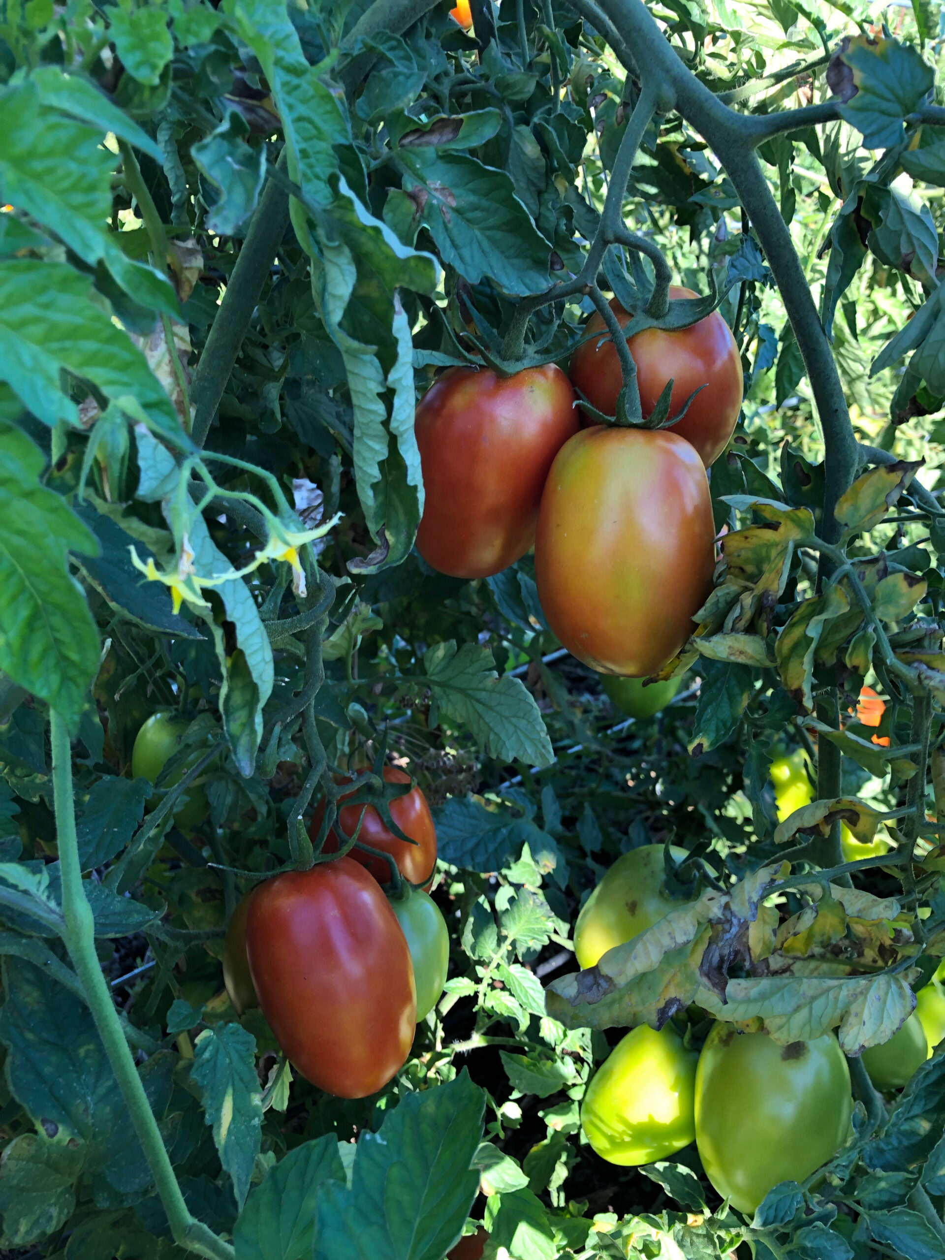 Close up of tomatoes growing on the vine in the garden.