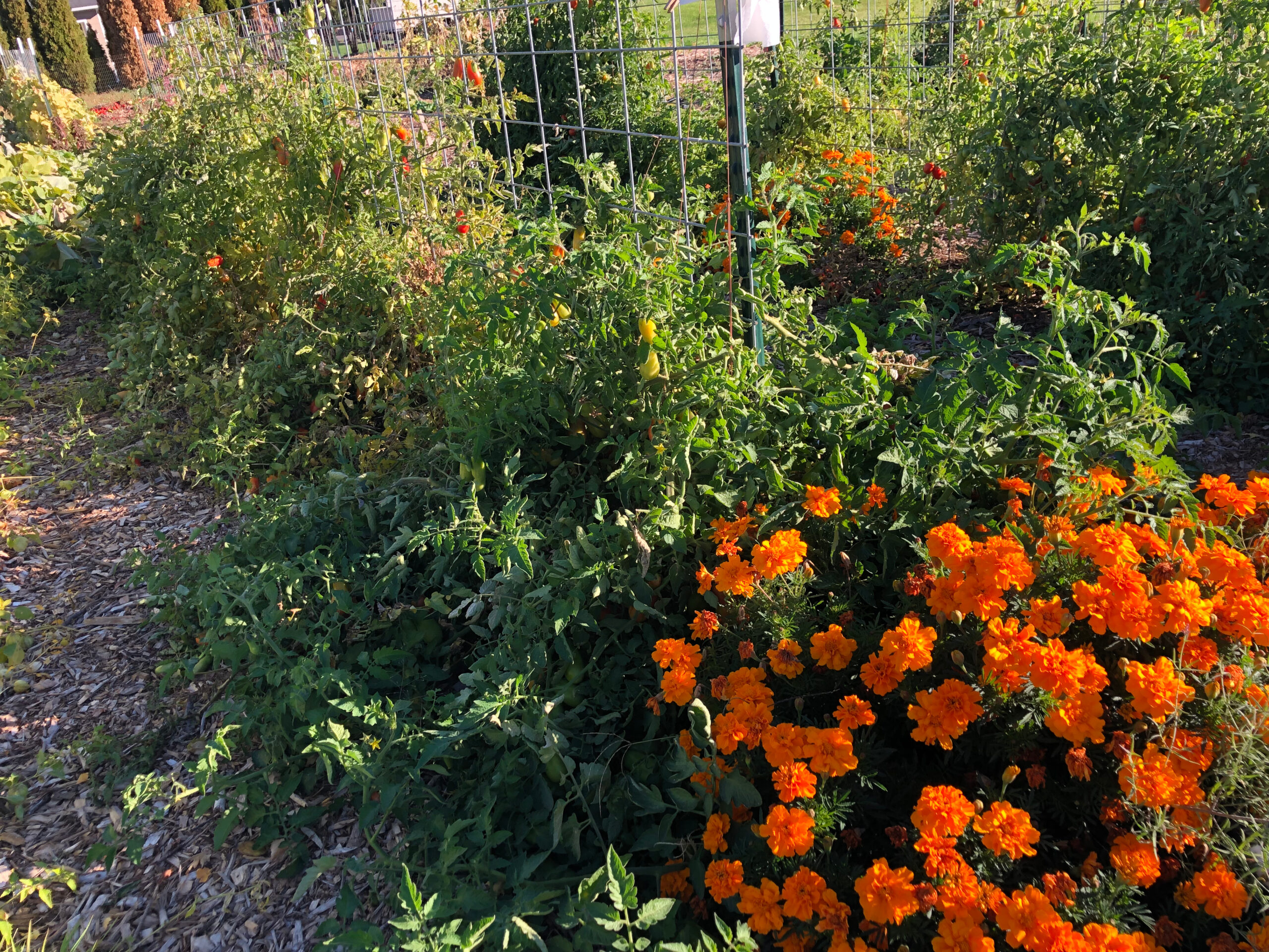 Tomato plants and flowering marigolds companion planted along a fence type trellis.