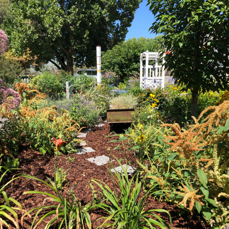 A bright and sunny garden, a path of concrete stones in reddish brown mulch.  There is a garden cart in the path, surrounded by a variety of shrubby plants and lilies.  A few trees frame the distance.  There is an arbor at the rear of the photo near the entrance to the path.