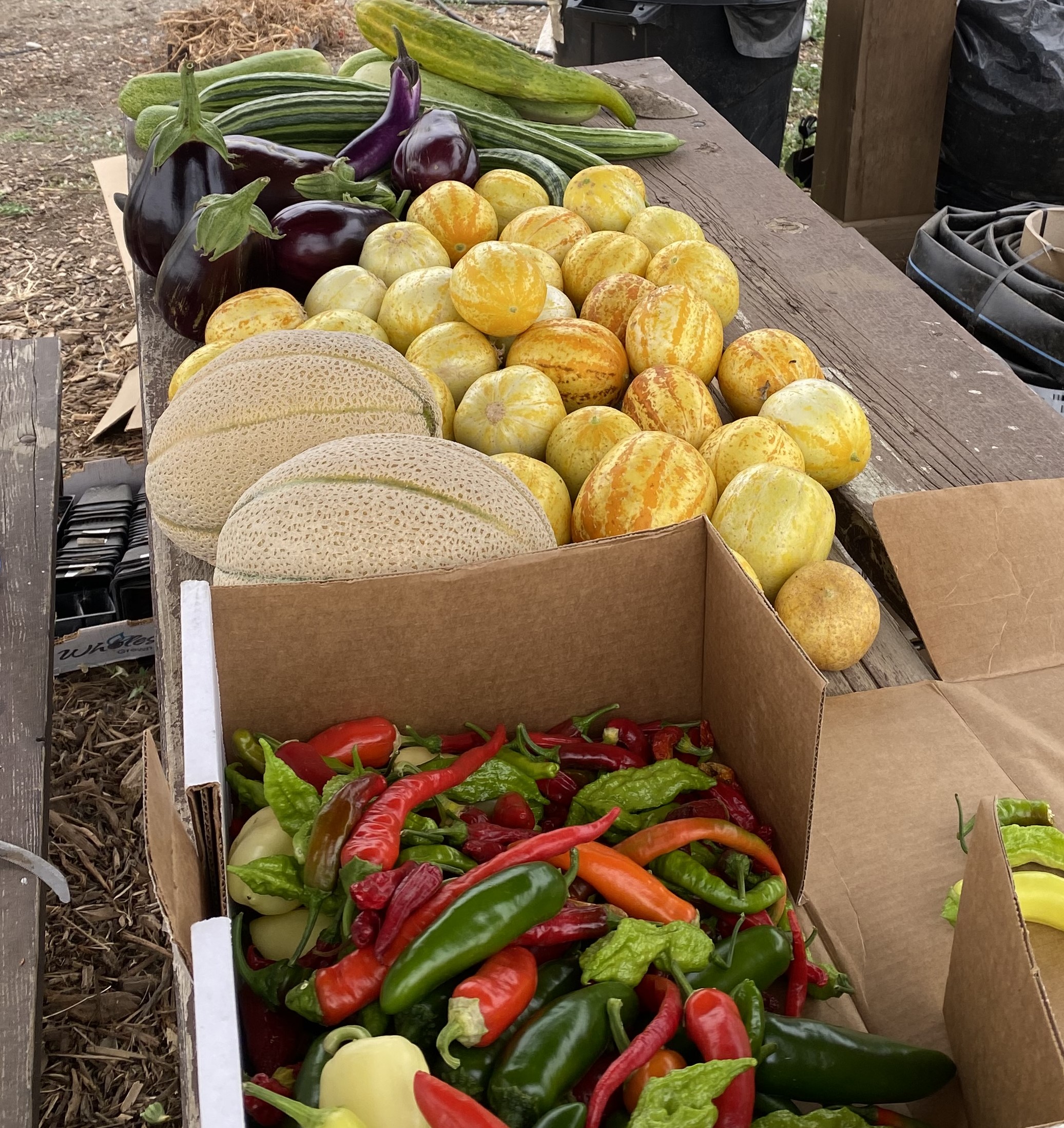 Melon vegetables in box