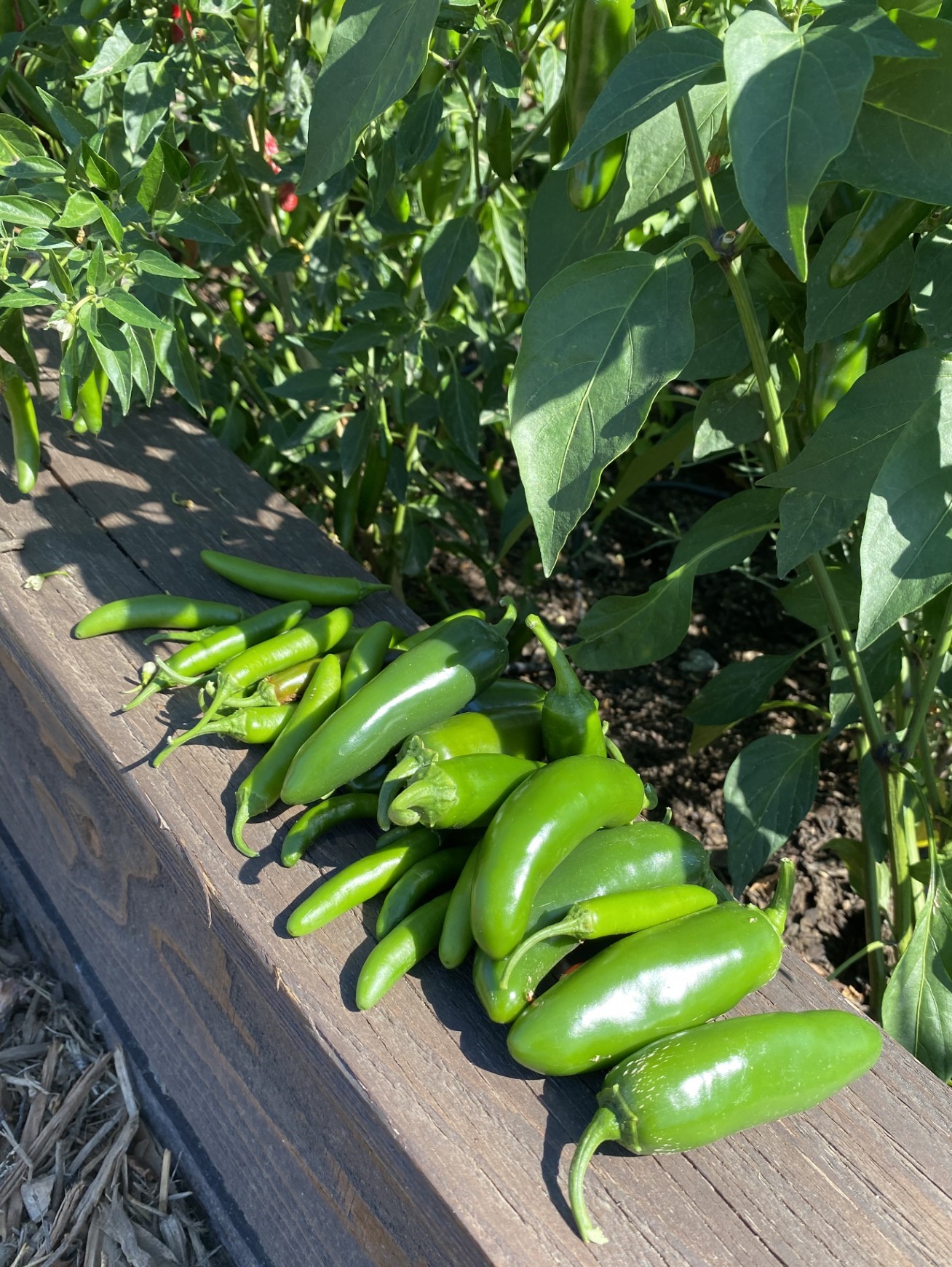 Assortment of freshly picked peppers at Kamiakin Garden
