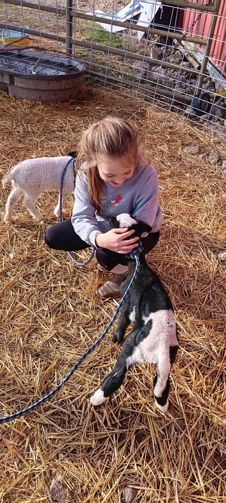 Smiling girl squatting on a bed of hay petting a lamb with black and white wool
