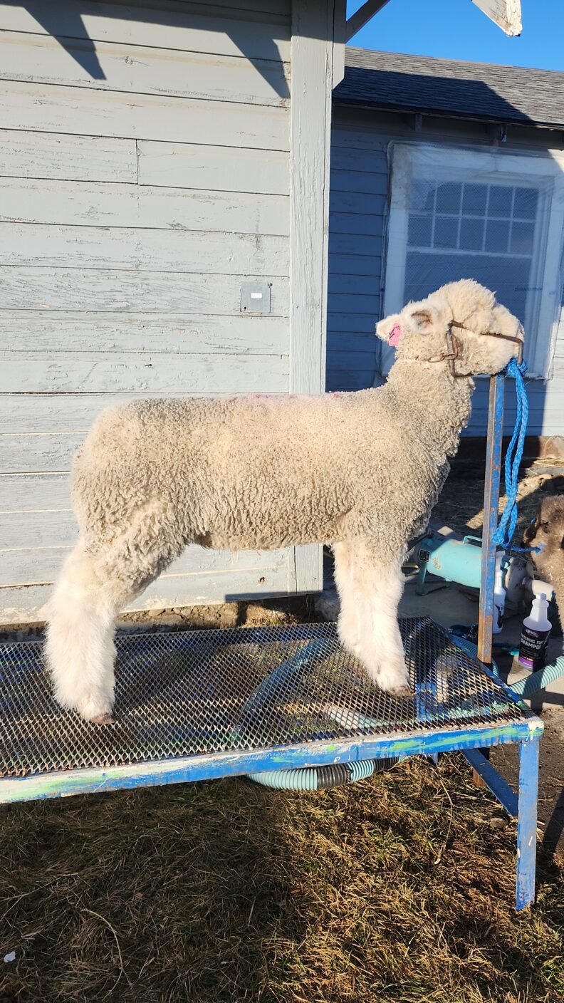 White lamb on a grooming stand