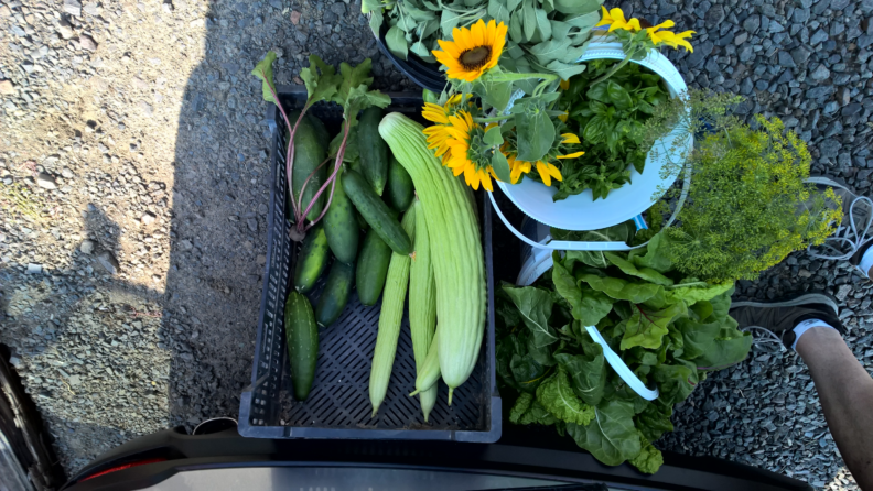 Several varieties of harvested cucumbers in a flat box on the ground.