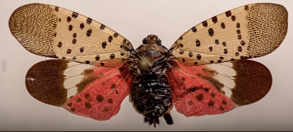 Spotted Lanternfly