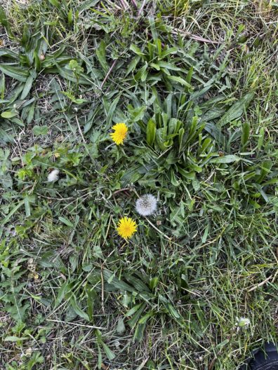 Photo of healthy weeds