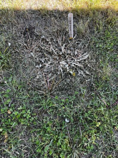 Weeds after 24 hours