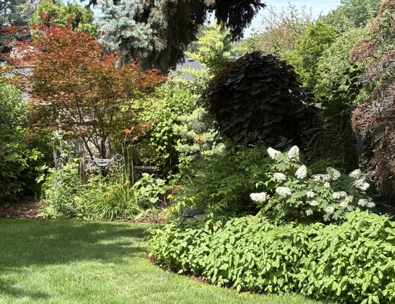 View of sunny and shady spots in Laura's yard