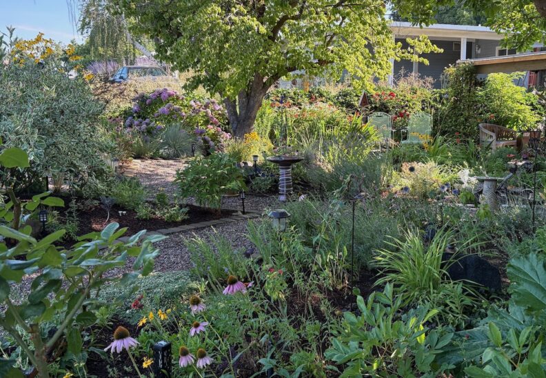 Shaded pathways and plantings in Kelli's front yard