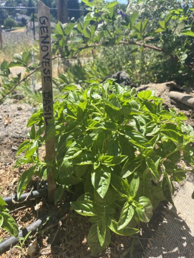 A Genovese basil plant in author's garden.